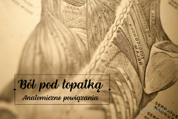 Ból pod łopatką - anatomiczne powiązania
