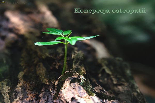 Koncepcja osteopatii - poznaj jej założenia