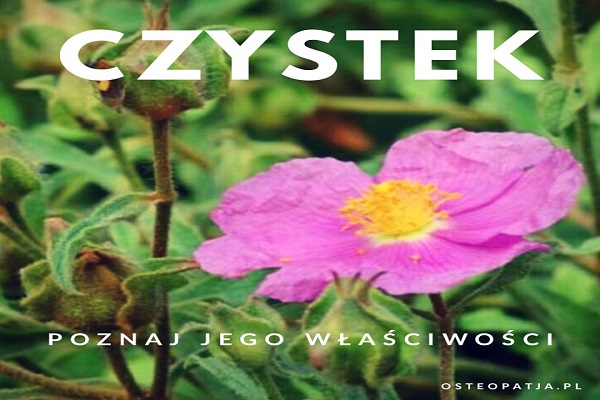 Właściwości CZYSTKA